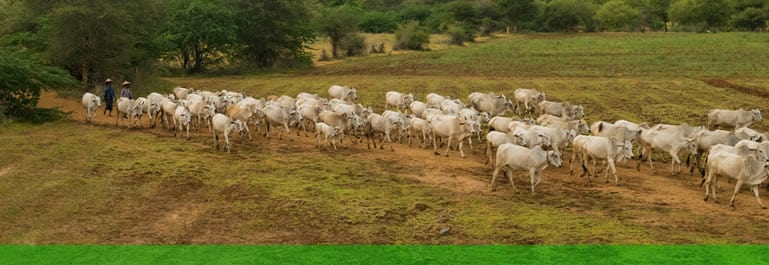 Guia Completo de Gestão Agropecuaria