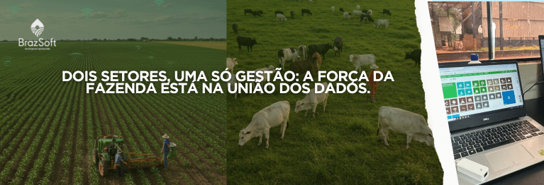 Divided image showing a soybean field on the left and cattle grazing on the right, illustrating the integrated management of crops and livestock on a Brazilian farm.
