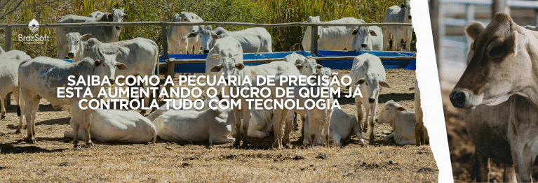 Pecuária de precisão: como reduzir custos por animal e aumentar a produtividade do rebanho