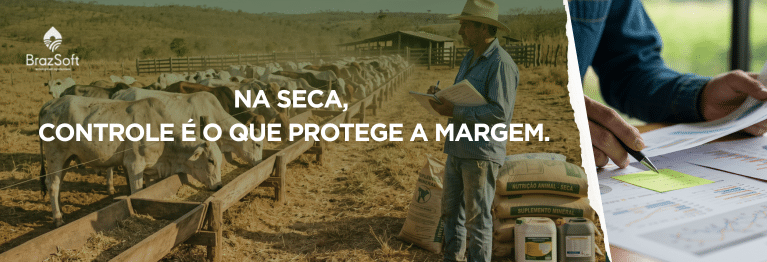 Produtor acompanhando gado se alimentando com suplementação em pastagem seca durante período de estiagem.
