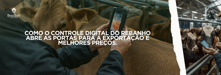 Manejo de gado de corte em curral moderno com tecnologia de identificação e rastreabilidade animal.