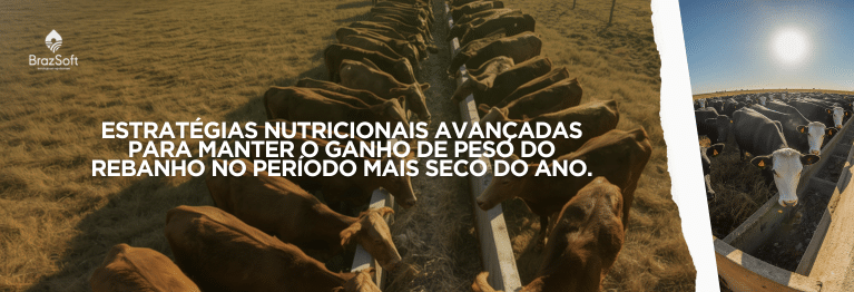 Lote de gado de corte consumindo suplemento proteico em cocho moderno durante o período de seca.