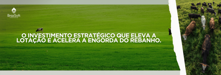 Lote de gado de corte pastando em área de pastagem recuperada e de alta qualidade.